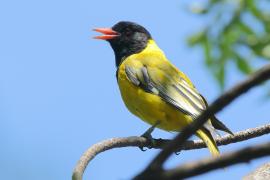 Wilga czarnogłowa - Oriolus larvatus - African Black-headed Oriole