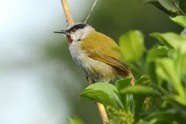 Wilgowiec rdzawogardły - Eminia lepida - Grey-capped Warbler