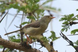 Akacjówek - Phyllolais pulchella - Buff-bellied Warbler