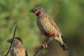 Amadyna obrożna - Amadina fasciata - Cut-throat Finch