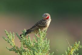 Amadyna obrożna - Amadina fasciata - Cut-throat Finch