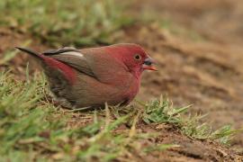 Amarantka czerwonodzioba - Lagonosticta senegala - Red-billed Firefinch