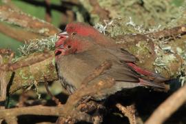 Amarantka czerwonodzioba - Lagonosticta senegala - Red-billed Firefinch