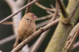 Amarantka zmienna - Lagonosticta rubricata - African Firefinch