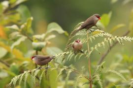 Astryld falisty - Estrilda astrild - Common Waxbill