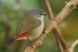 Astryld siwogłowy - Coccopygia melanotis - Swee Waxbill