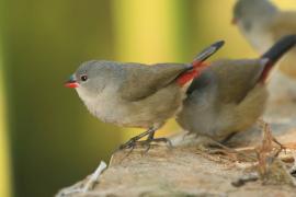 Astryld siwogłowy - Coccopygia melanotis - Swee Waxbill