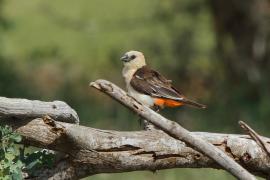 Bawolik białogłowy - Dinemellia dinemelli - White-headed Buffalo Weaver