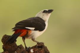 Bawolik białogłowy - Dinemellia dinemelli - White-headed Buffalo Weaver