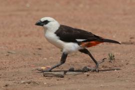 Bawolik białogłowy - Dinemellia dinemelli - White-headed Buffalo Weaver