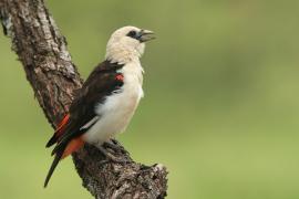 Bawolik białogłowy - Dinemellia dinemelli - White-headed Buffalo Weaver