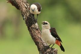 Bawolik białogłowy - Dinemellia dinemelli - White-headed Buffalo Weaver