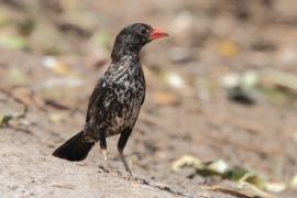 Bawolik czerwonodzioby - Bubalornis niger - Red-billed Buffalo Weaver