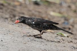 Bawolik czerwonodzioby - Bubalornis niger - Red-billed Buffalo Weaver