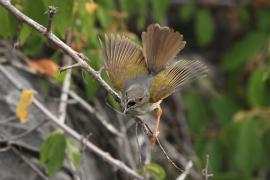 Beczak szarogrzbiety - Camaroptera brevicaudata - Grey-backed Camaroptera