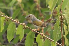 Beczak szarogrzbiety - Camaroptera brevicaudata - Grey-backed Camaroptera