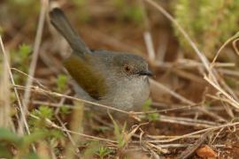 Beczak szarogrzbiety - Camaroptera brevicaudata - Grey-backed Camaroptera