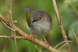 Beczak szarogrzbiety - Camaroptera brevicaudata - Grey-backed Camaroptera