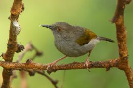 Beczak szarogrzbiety - Camaroptera brevicaudata - Grey-backed Camaroptera