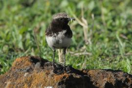 Białorzytka etiopska - Oenanthe lugubris - Abyssinian Wheatear