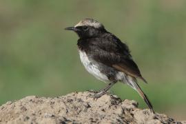 Białorzytka etiopska - Oenanthe lugubris - Abyssinian Wheatear