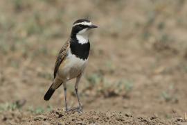 Białorzytka obrożna - Oenanthe pileata - Capped Wheatear