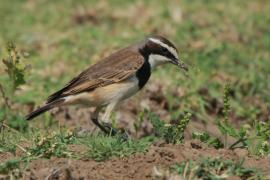 Białorzytka obrożna - Oenanthe pileata - Capped Wheatear