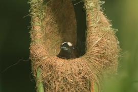 Brunatniczka - Amblyospiza albifrons - Grosbeak Weaver