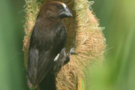 Brunatniczka - Amblyospiza albifrons - Grosbeak Weaver