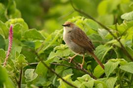 Chwastówka górska - Cisticola hunteri - Hunter's Cisticola
