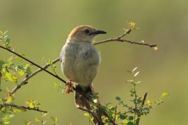 Chwastówka krępa - Cisticola robustus - Stout Cisticola