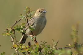 Chwastówka krępa - Cisticola robustus - Stout Cisticola