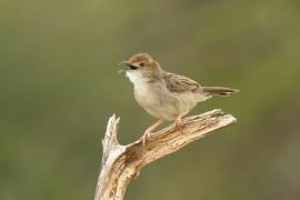 Chwastówka krępa - Cisticola robustus - Stout Cisticola
