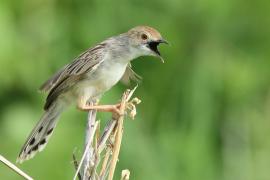 Chwastówka równikowa - Cisticola marginatus - Winding Cisticola