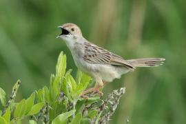 Chwastówka równikowa - Cisticola marginatus - Winding Cisticola