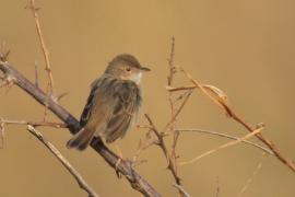 Chwastówka zwyczajna - Cisticola juncidis - Zitting Cisticola