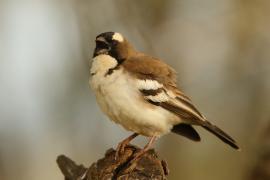 Dziergacz białobrewy - Plocepasser mahali - White-browed Sparrow-Weaver