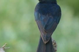 Dziwogon żałobny - Dicrurus adsimilis - Fork-tailed Drongo