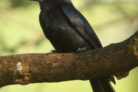 Dziwogon żałobny - Dicrurus adsimilis - Fork-tailed Drongo