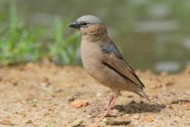 Gromadnik siwogłowy - Pseudonigrita arnaudi - Grey-headed Social Weaver