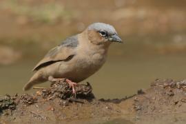 Gromadnik siwogłowy - Pseudonigrita arnaudi - Grey-headed Social Weaver