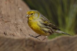 Kanarek - Serinus canaria - Atlantic Canary
