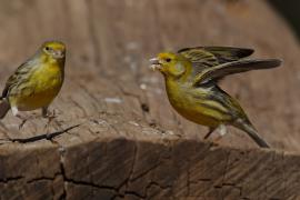 Kanarek - Serinus canaria - Atlantic Canary