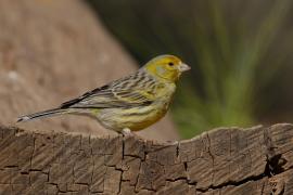 Kanarek - Serinus canaria - Atlantic Canary