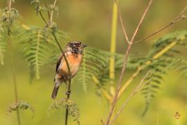 Kląskawka - Saxicola rubicola - European Stonechat