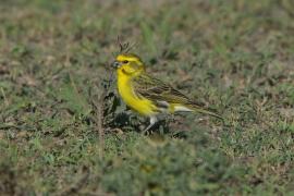 Afrokulczyk białobrzuchy - Crithagra dorsostriata - White-bellied Canary