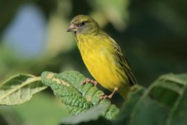 Afrokulczyk ciemnolicy - Crithagra hyposticta - East African Citril