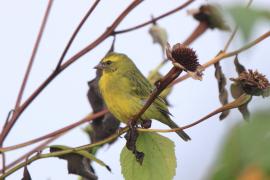 Afrokulczyk diademowy - Crithagra frontalis - Western Citril