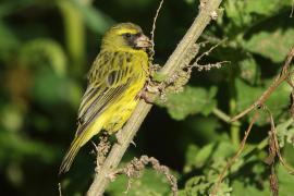 Afrokulczyk diademowy - Crithagra frontalis - Western Citril