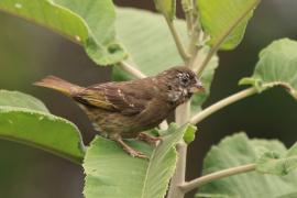 Afrokulczyk grubodzioby - Crithagra burtoni - Thick-billed Seedeater